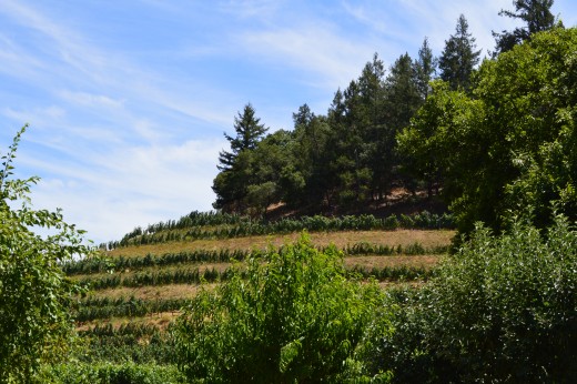 Pine Ridge Vineyards