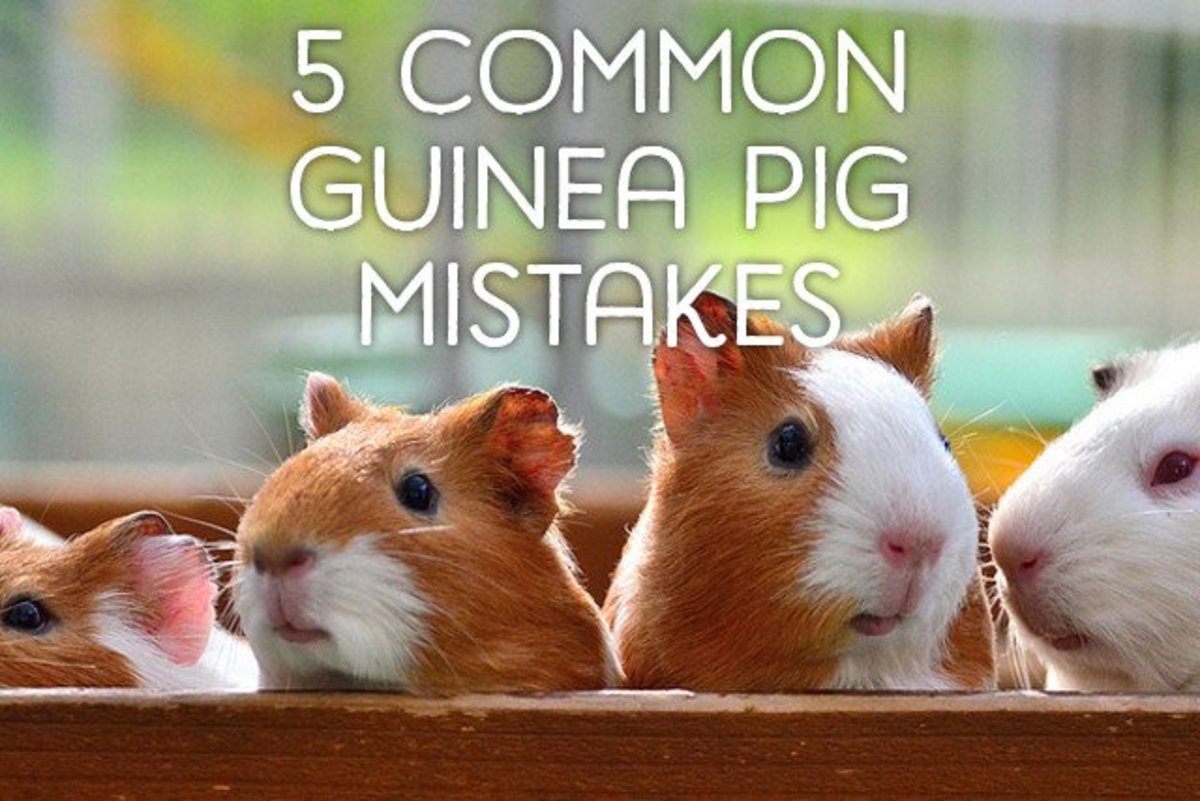 Image result for guinea pigs