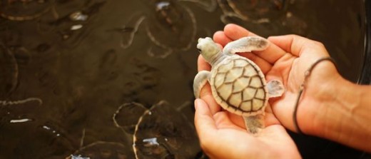 Sea Turtles in Maldives