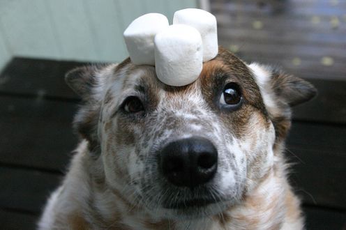 Don't put food on your dog's head in front of your children. It leads to way too many messes...