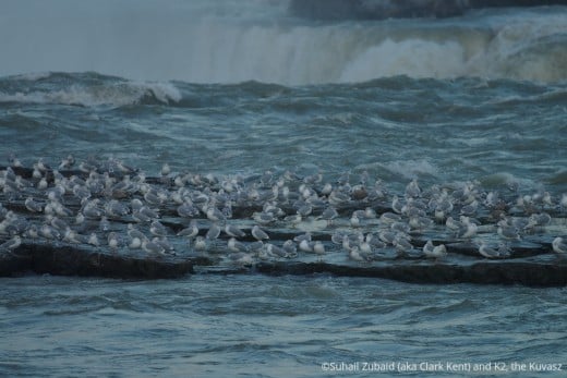 Herring seagulls and ring-billed gulls on an island near Horseshoe Fall (Niagara Falls) in December. 