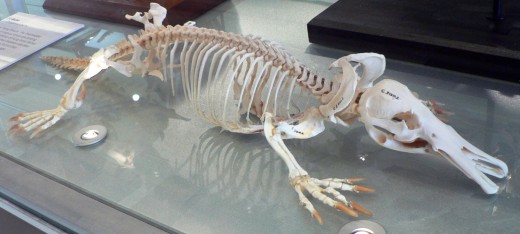 Platypus skeleton at Melbourne Museum.