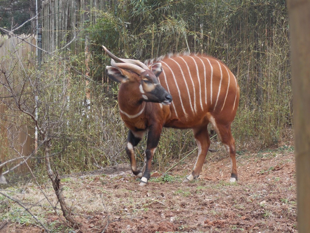 Why Do Zoos Matter? hubpages