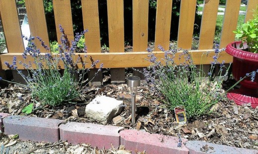 Small Lavender plants incorporated into a planting bed-these will get larger every year.