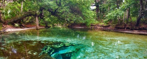 The Crystal Clear Waters of Silver Springs State Park