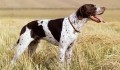 The Right Dog For You- The Sporting Dog