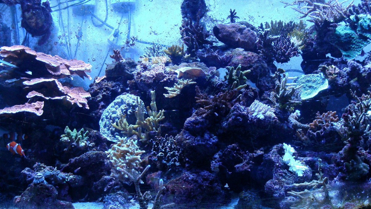 How to Set up Your Saltwater Fish Tank Aquarium | PetHelpful