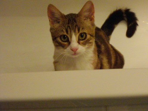 Cat Urinating In Your House? Cat Urinating In Your House?
