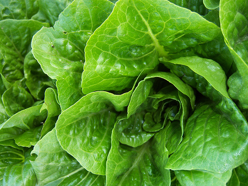 Romaine lettuce by Lawrence Farmer's Market