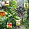 Grow More Food with Less Space with Permaculture