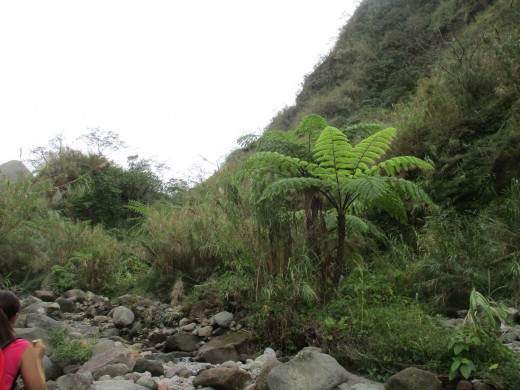 The area starts looking more and more like a dense jungle.