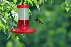 The Hummingbird Spirit Guide