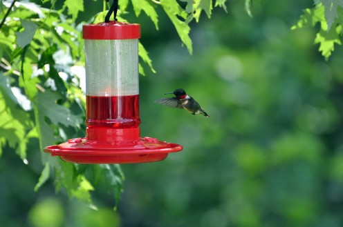 The Hummingbird Spirit Guide The Hummingbird Spirit Guide