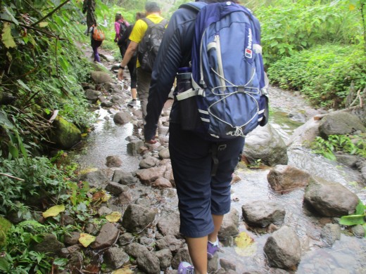 Hiking along a forest stream. 