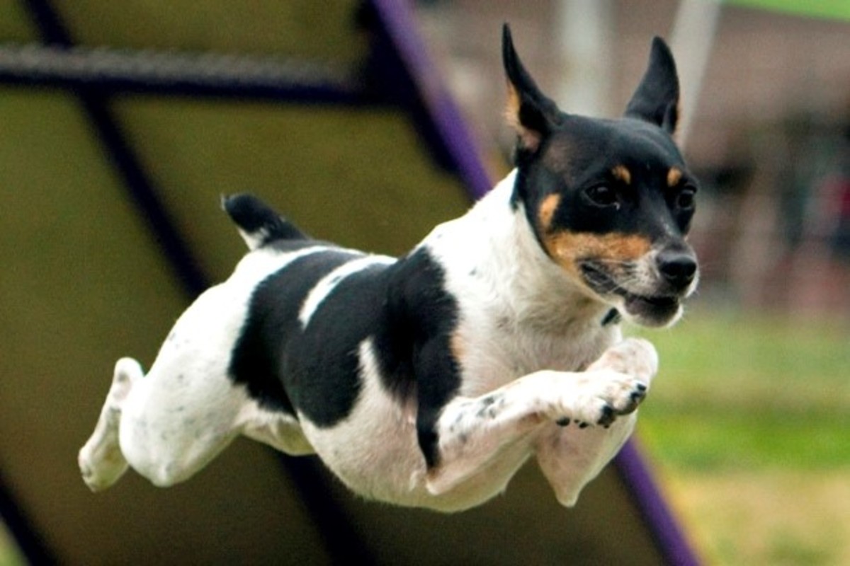 The 10 Most Low Maintenance Small Sized Dog Breeds hubpages