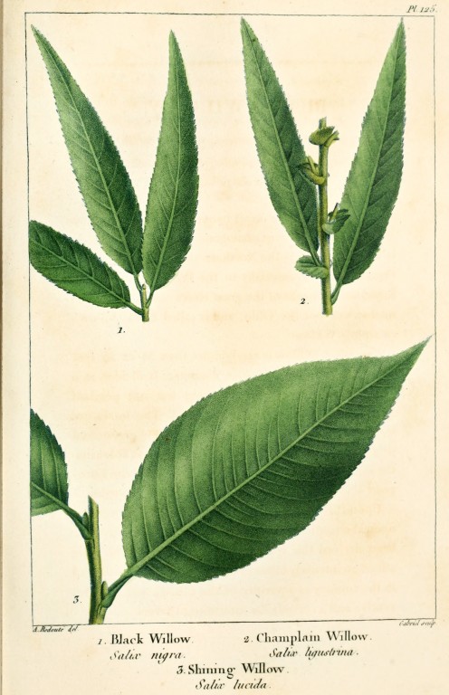 Salix Nigra & Lucida; Plate from The North American Sylva, by Andrew Michaux, 1819