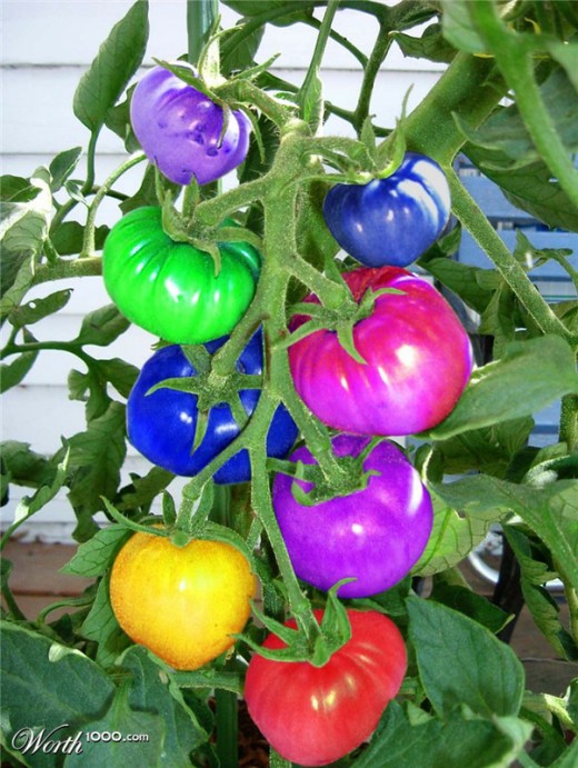 Rainbow Tomatoes, Color, Tomato,  