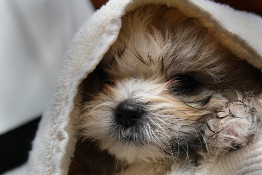 Maltese-Shihtzu puppy after first bath