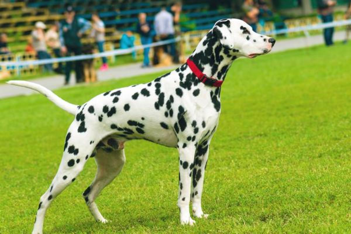 10 Large Dog Breeds That Are LowMaintenance PetHelpful