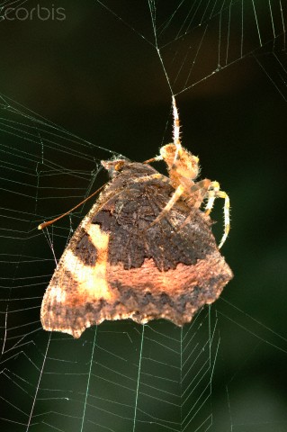 The artful spider weaves her permanent trap so incoherent.