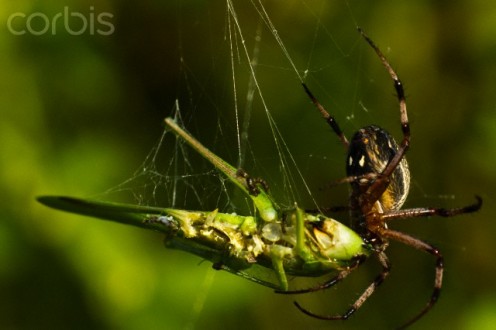 And she, the green spider catches, eats of death in a frightful cycle.