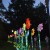A row of beautifully lit up flowers. A row of beautifully lit up flowers.