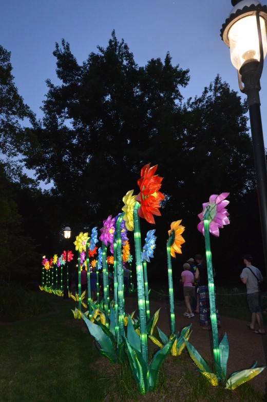 A row of beautifully lit up flowers. 