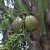5 years on - the first coconut fruits. Delicious. 5 years on - the first coconut fruits. Delicious.