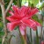 Ginger Lily Ginger Lily