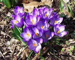 Crocus in the yard
