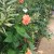 Orange Hibiscus Orange Hibiscus
