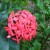 Ixora Ixora