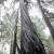 Muir Woods Muir Woods