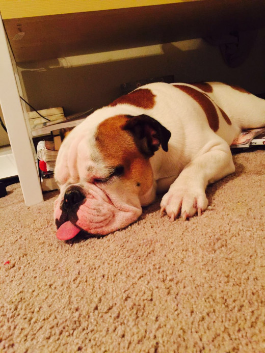 How to Ship a Dog With A Pet Transport HubPages