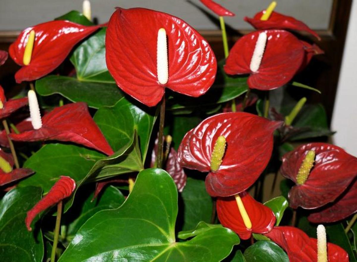 Anthurium: The Flower With a Heart | HubPages