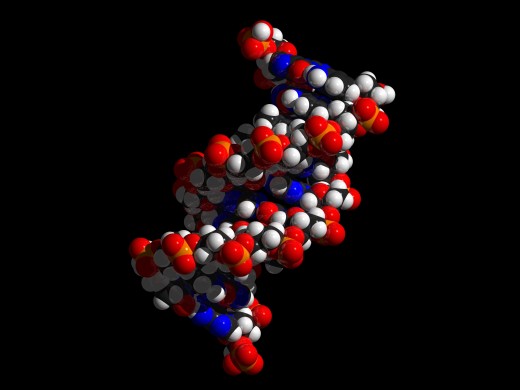 DNA helix