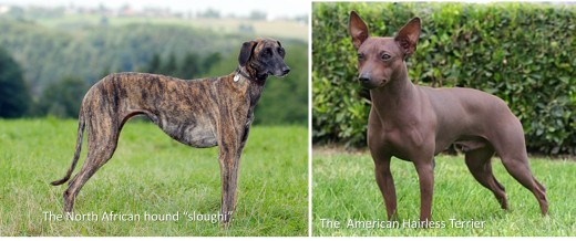 North African hound "sloughi" and "American Hairless Terrier".