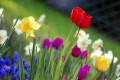 5 Exhilarating Ways to Celebrate Spring