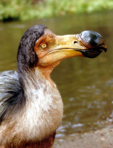 Dodo Bird, remains Mauritius’ national animal.