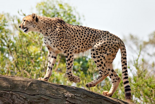 A Cheetah found in Namibia