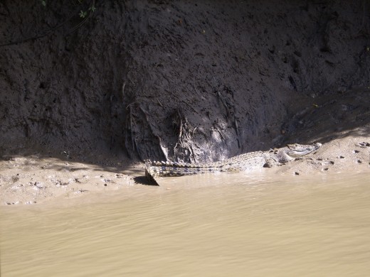 Basking crocodile - Proserpine River