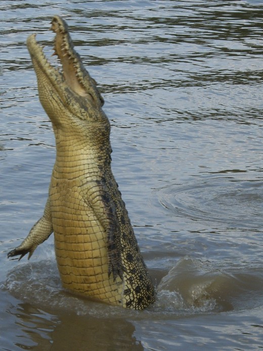 Jumping Croc - Adelaide River