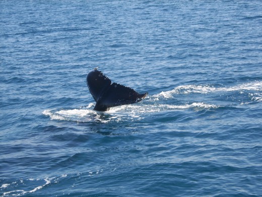 Humpback Whales, Exmouth, WA