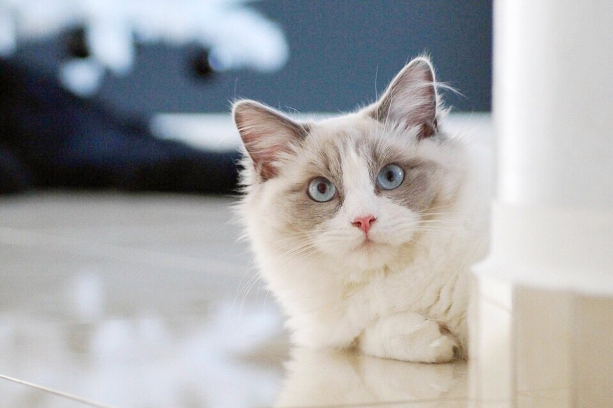 Ragdoll Cat Photos, Breed Information, and Care | PetHelpful