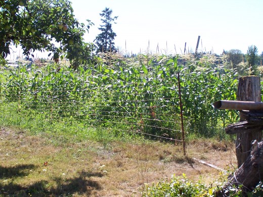 on the farm