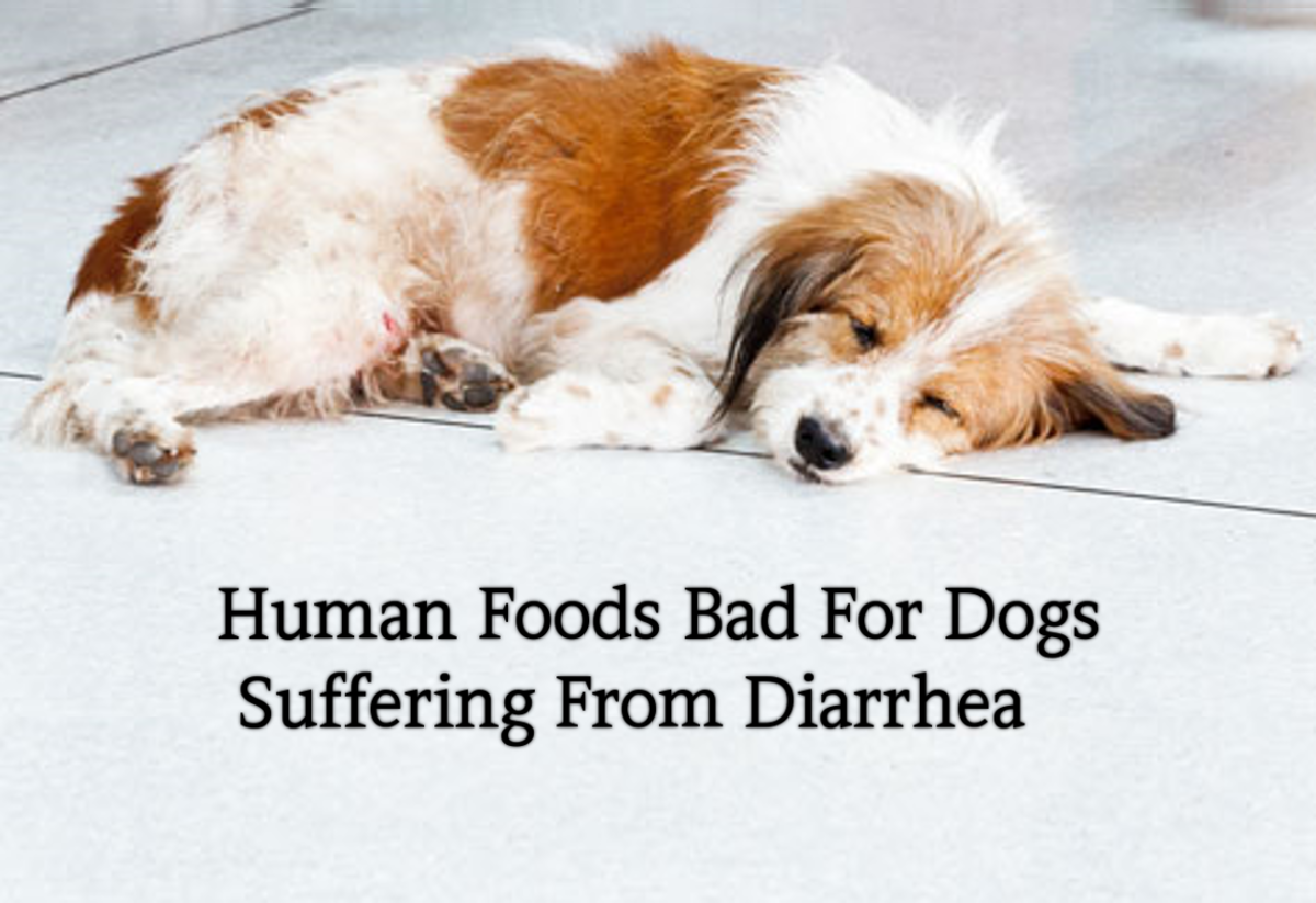 10 Human Foods Bad For Dogs With Diarrhea or Upset Stomach