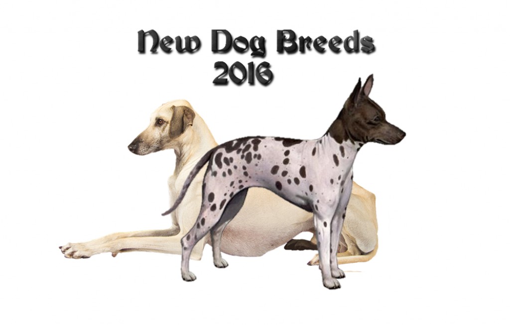 New Dog Breeds Recognized By AKC In 2016 HubPages