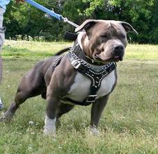 I do not believe this is a " fighting dog" but he  looks like a Gladiator!