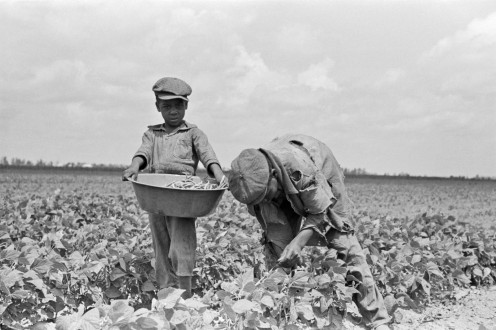 1938 Southeast   Missouri   sharecroppers.