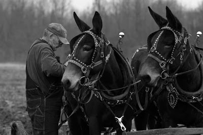  Some farmers were working  with mules in the early days of farming in the U.S.A.